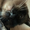cat and puppy