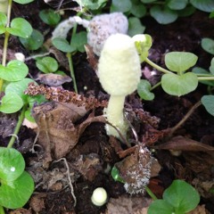 Jonathan Z (Illuminated)