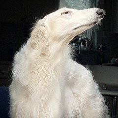 juniper