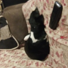 tazz