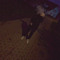 maybe_niklas