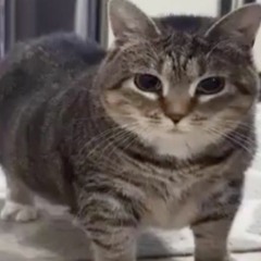 arccat