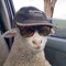 sheep wth hat