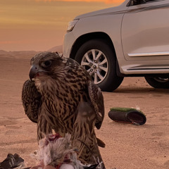 Mohamme saif alshamsi