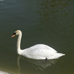 messageplug