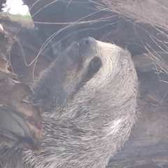 fora-de-lugar-(duet-mix-3)-(remastered).mp3