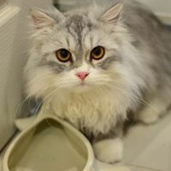 ไลเกอร์ พันธุ์ผสม