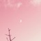 starry