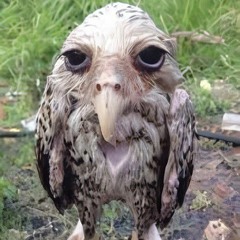 Wet Owl Project