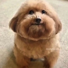 Loulz_Phosom