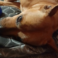 Andy boy