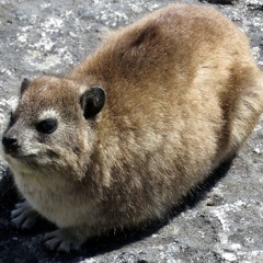 SquareNugget
