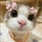 meow meow