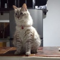 Luis Miguel Quintero