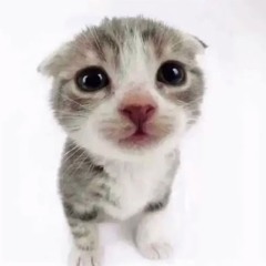 iluvmusicthatmakesmecry