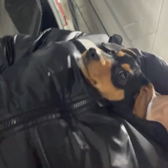 민초나라치약공주