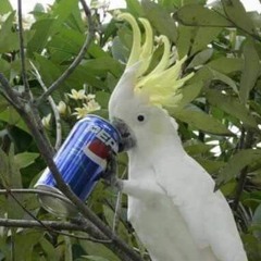 papug