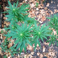 Петро Бончук