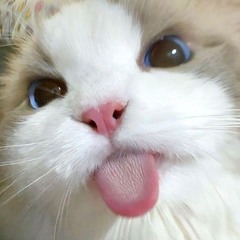 pgyt