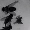 cervid.ae