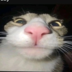 sproingus