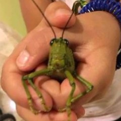 Иглодержатель