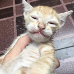 Toàn