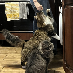 Сонька