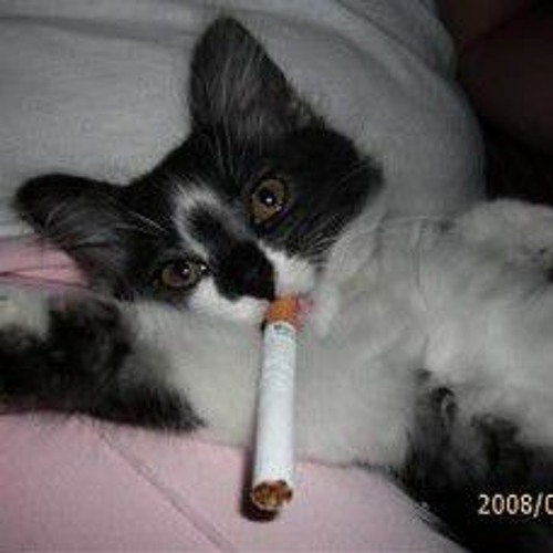 catcigarettepack:3’s avatar