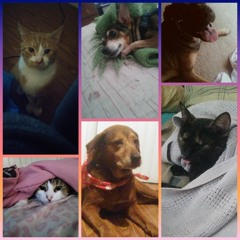 SnyperSnaps's Spotify