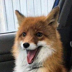 Foxems✨