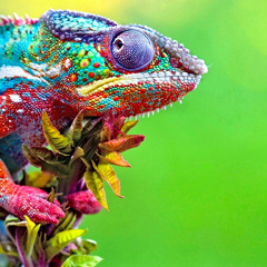 vespalaboy420