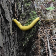 Banana Slug