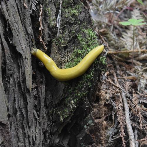 Banana Slug’s avatar