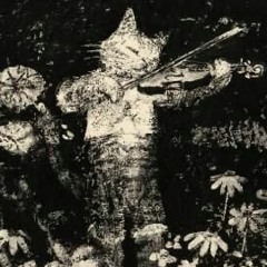 feral cat