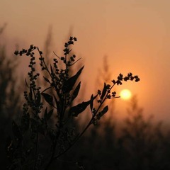 rana sammour
