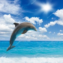 Dolphin Dreamer