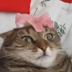 гадкая лягушка