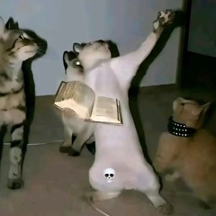 gato.blessed7