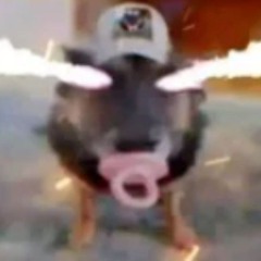 cadê minha djamba 😿