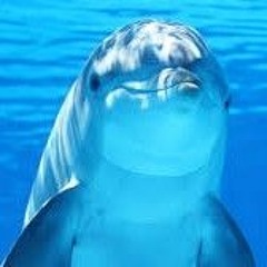 TheDolphinQueen