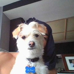 GIANT COCKASAURUS REX