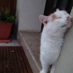 kitty