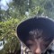 DALIN