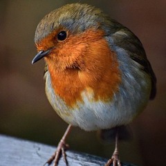 Robin Law