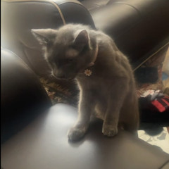 marinna ｡･:*:･ﾟ★,｡･:*:･ﾟ☆