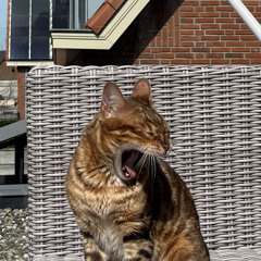Daan Nelis