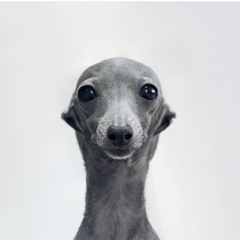 Oboltus