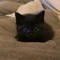 Kitty☆