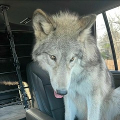 awesome wolf